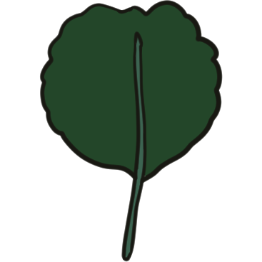 a spatulae leaf